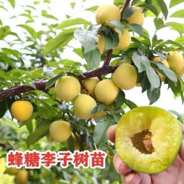 李子苗蜂糖李西梅皇后脆红李黑布林包成活提供技术