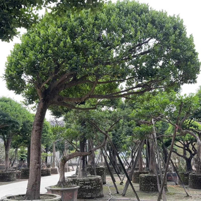 2411园林基地供应修剪造型斜飘和顺树15-30c