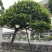 2411园林基地供应修剪造型斜飘和顺树15-30c