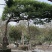 2411园林基地供应修剪造型斜飘和顺树15-30c