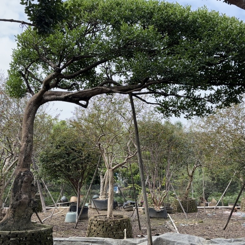 2411园林基地供应修剪造型斜飘和顺树15-30c