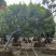 2411园林基地供应修剪造型斜飘和顺树15-30c