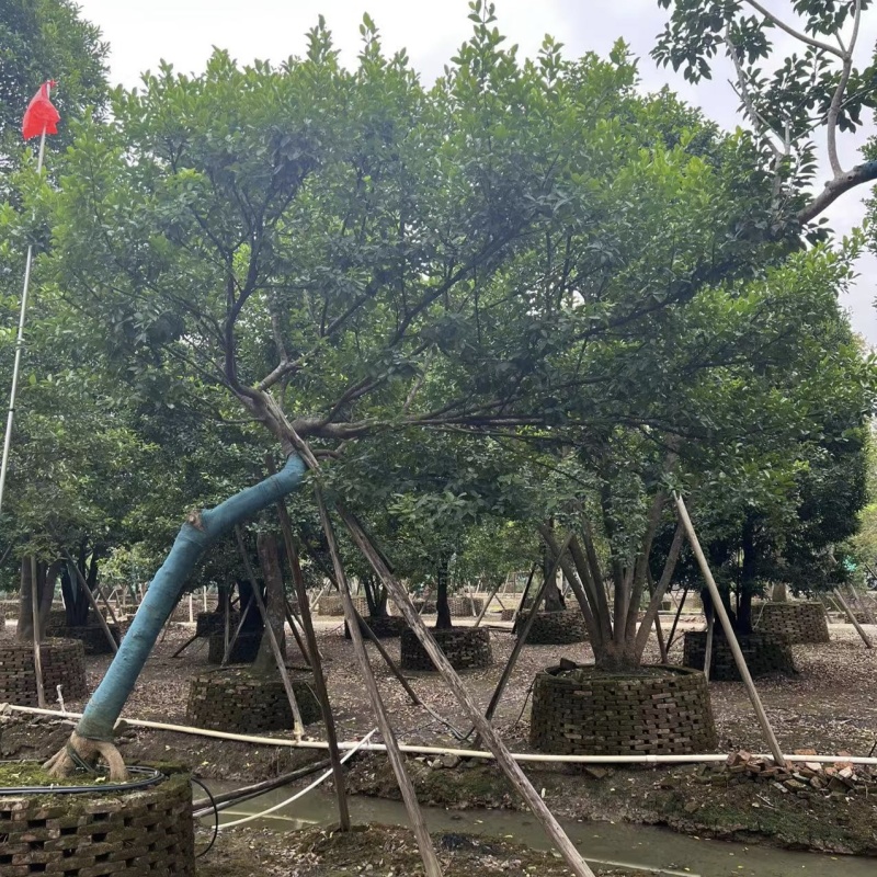 2411园林基地供应修剪造型斜飘和顺树15-30c
