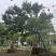 2411园林基地供应修剪造型斜飘和顺树15-30c