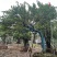 2411园林基地供应修剪造型斜飘和顺树15-30c