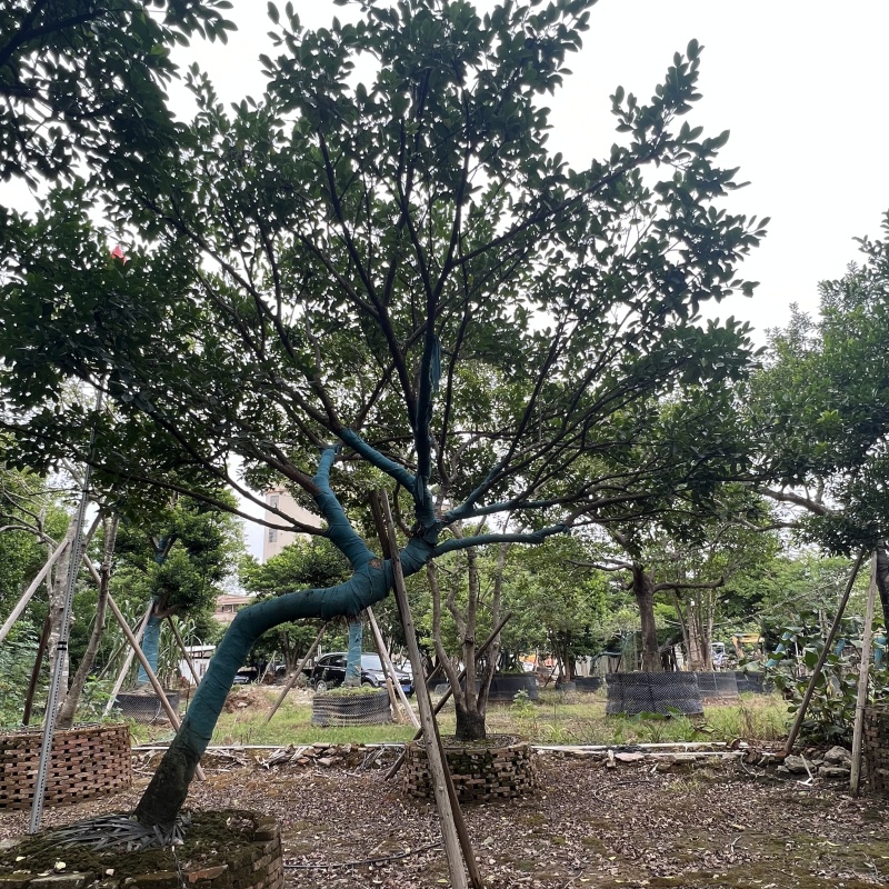2411园林基地供应修剪造型斜飘和顺树15-30c