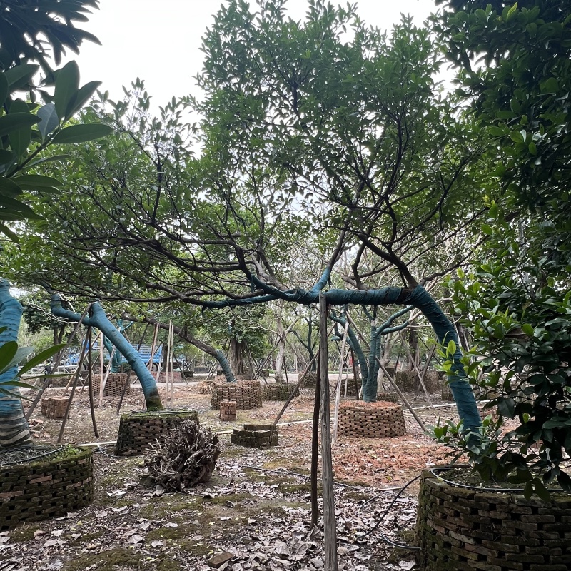 2411园林基地供应修剪造型斜飘和顺树15-30c