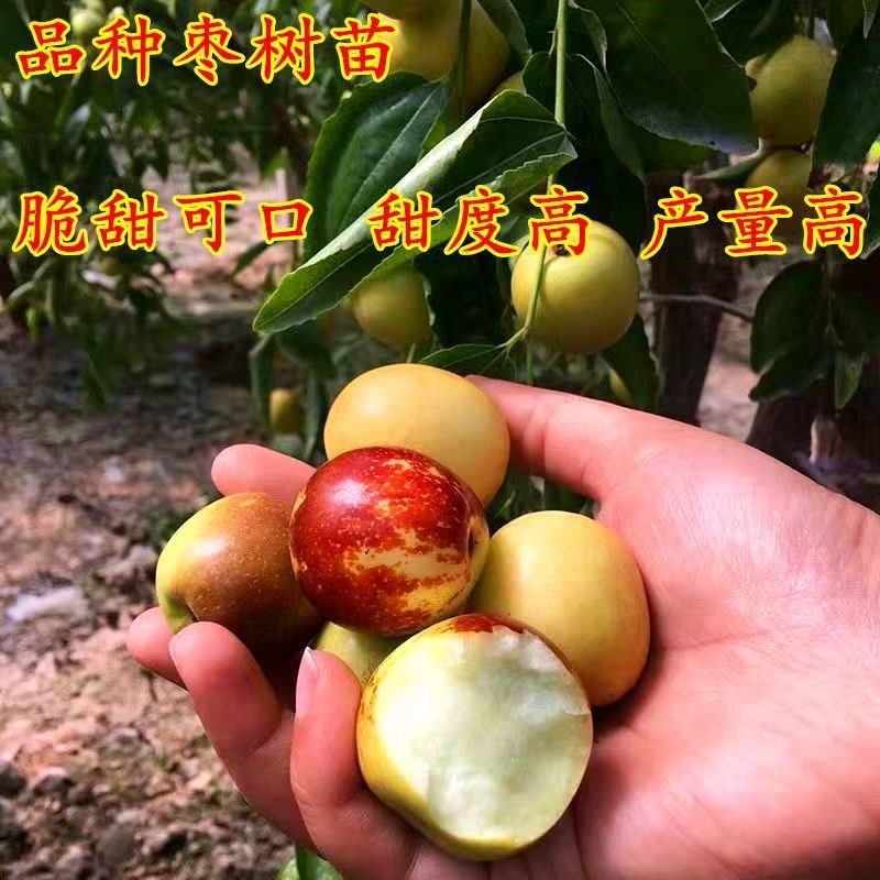 沾化冬枣苗个大脆甜脆甜枣冰糖枣包成活提供技术管理