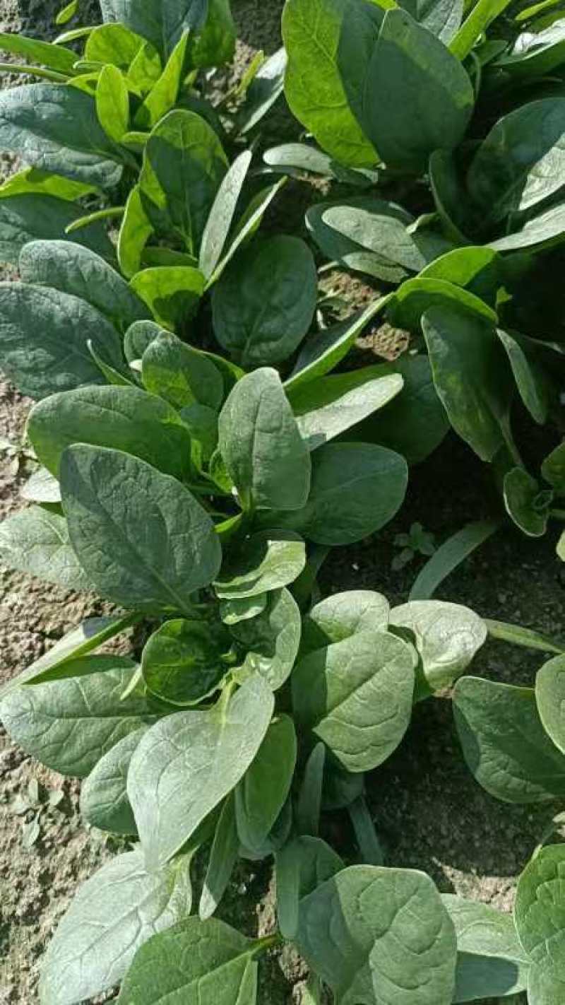 小颗菠菜产地直发一手货源支持视频看货欢迎电话联系