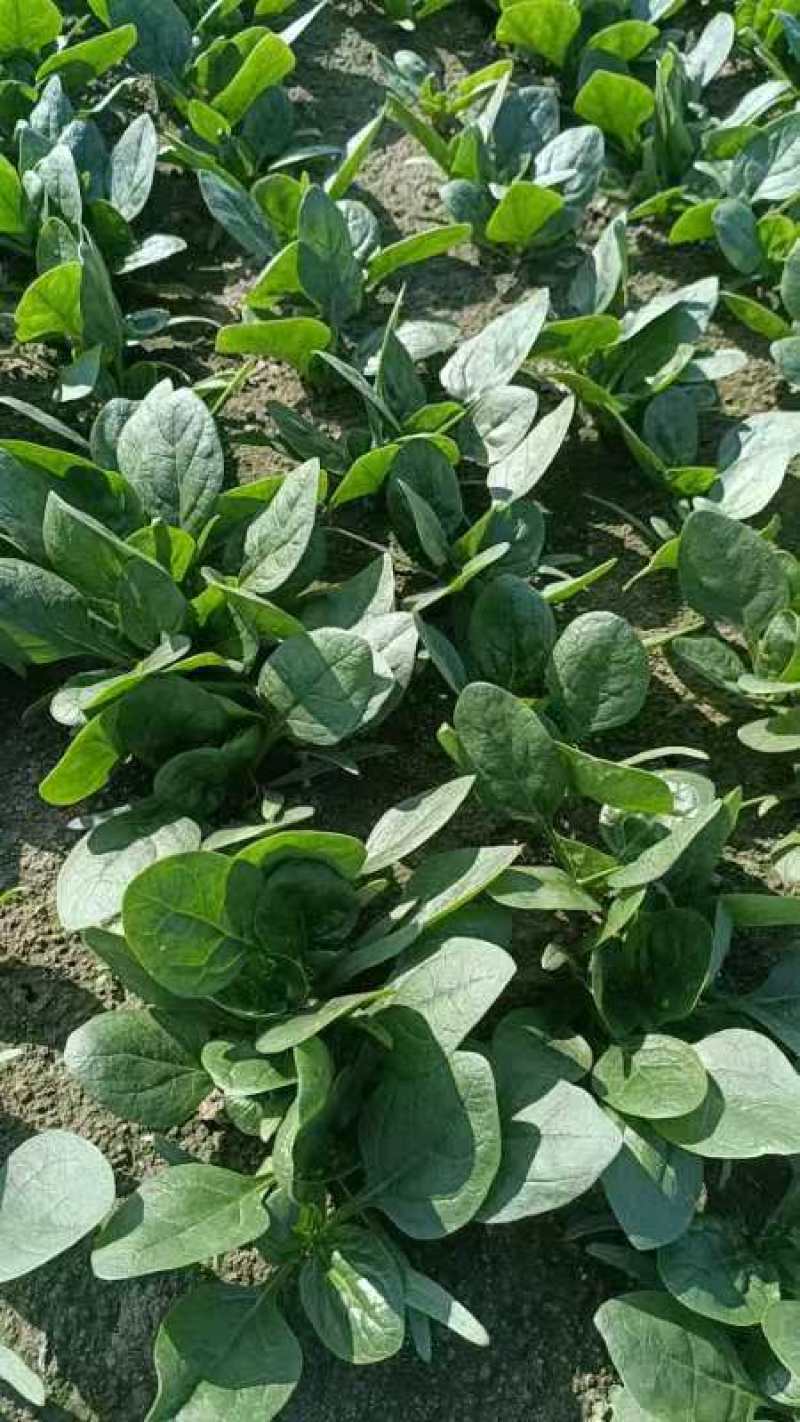 小颗菠菜产地直发一手货源支持视频看货欢迎电话联系