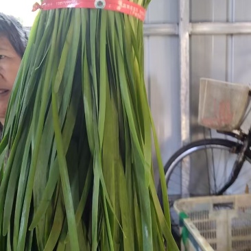 精品本地绿韭菜