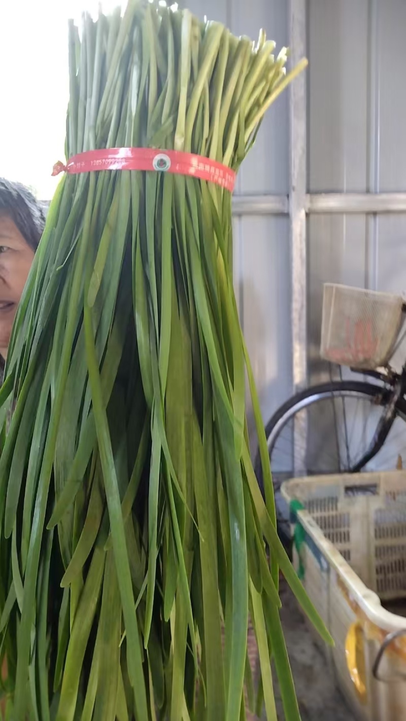 精品本地绿韭菜