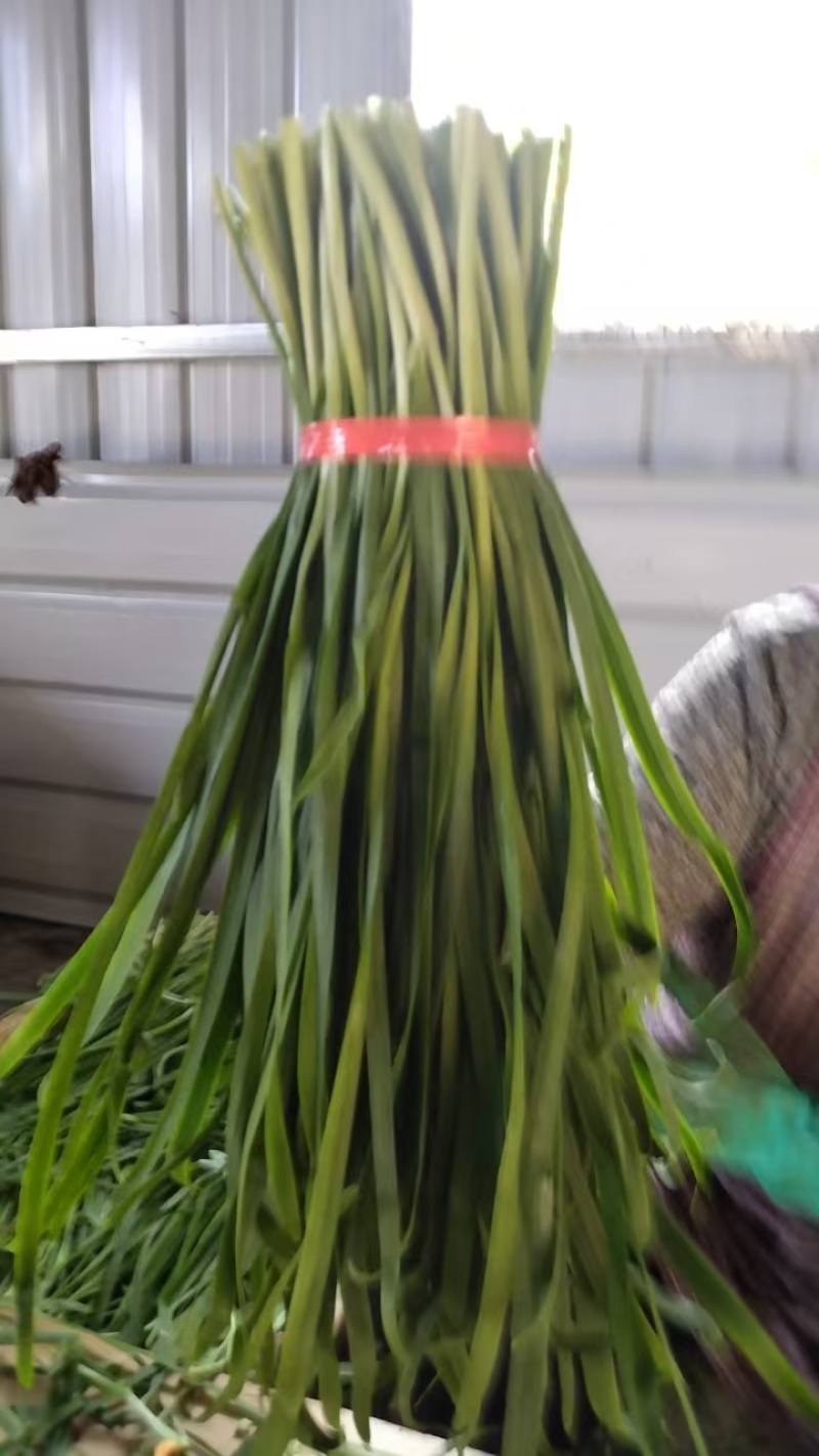 精品本地绿韭菜