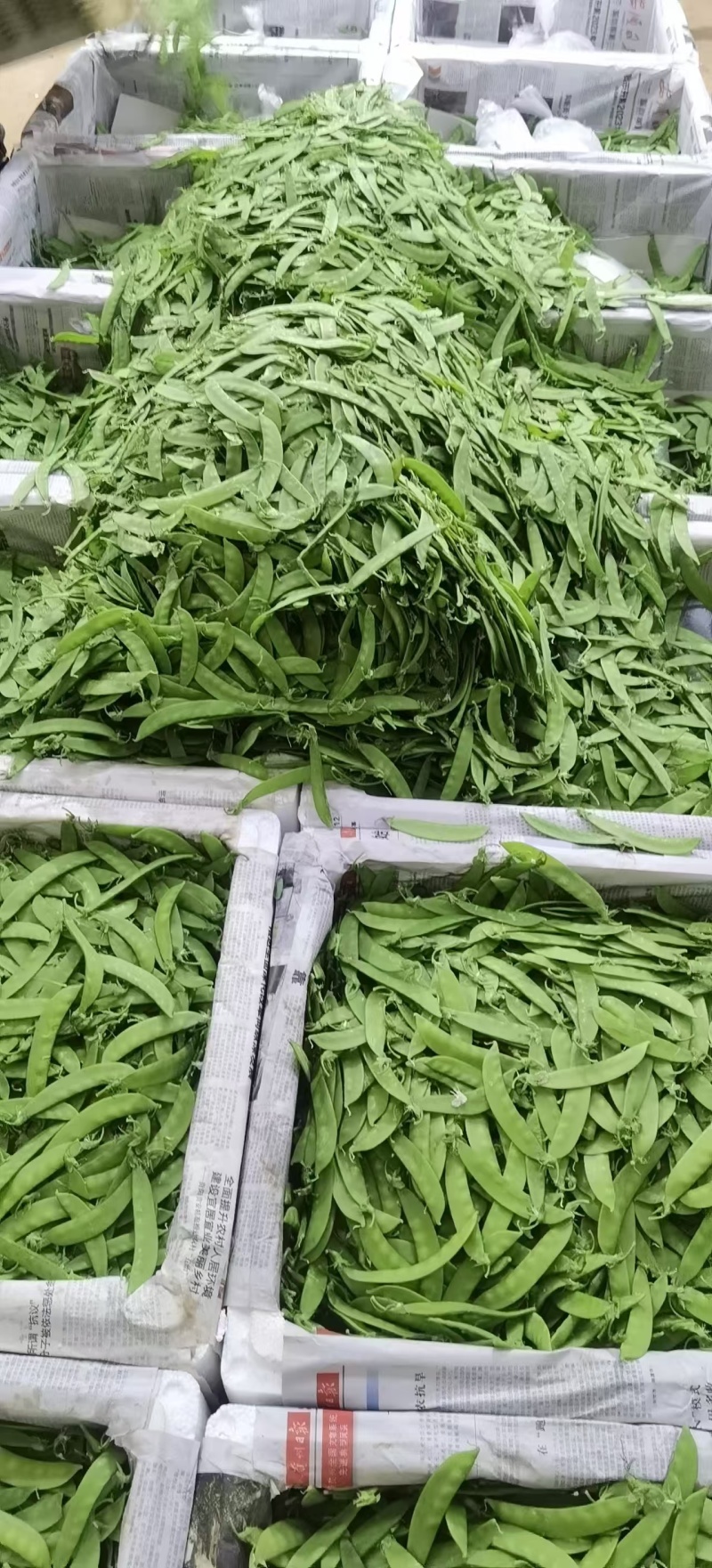 本地豌豆