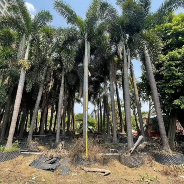 2411基地供应狐尾椰子杆高1-8米假植苗单杆多杆