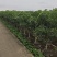 2411基地供应狐尾椰子杆高1-8米假植苗单杆多杆