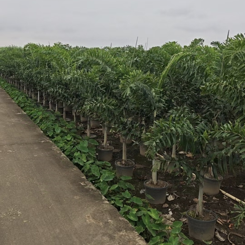 2411基地供应狐尾椰子杆高1-8米假植苗单杆多杆