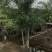 2411基地供应狐尾椰子杆高1-8米假植苗单杆多杆