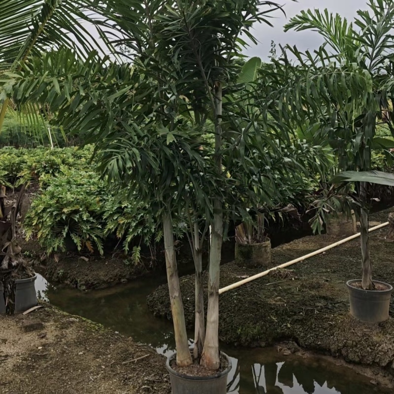 2411基地供应狐尾椰子杆高1-8米假植苗单杆多杆