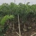 2411基地供应狐尾椰子杆高1-8米假植苗单杆多杆