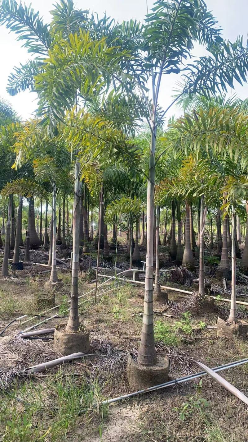 2411基地供应狐尾椰子杆高1-8米假植苗单杆多杆