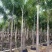 2411基地供应狐尾椰子杆高1-8米假植苗单杆多杆