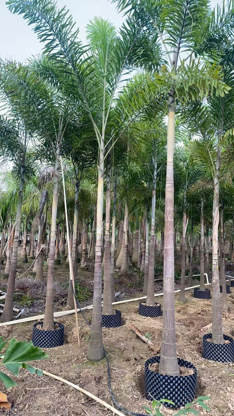 2411基地供应狐尾椰子杆高1-8米假植苗单杆多杆