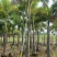 2411基地供应狐尾椰子杆高1-8米假植苗单杆多杆