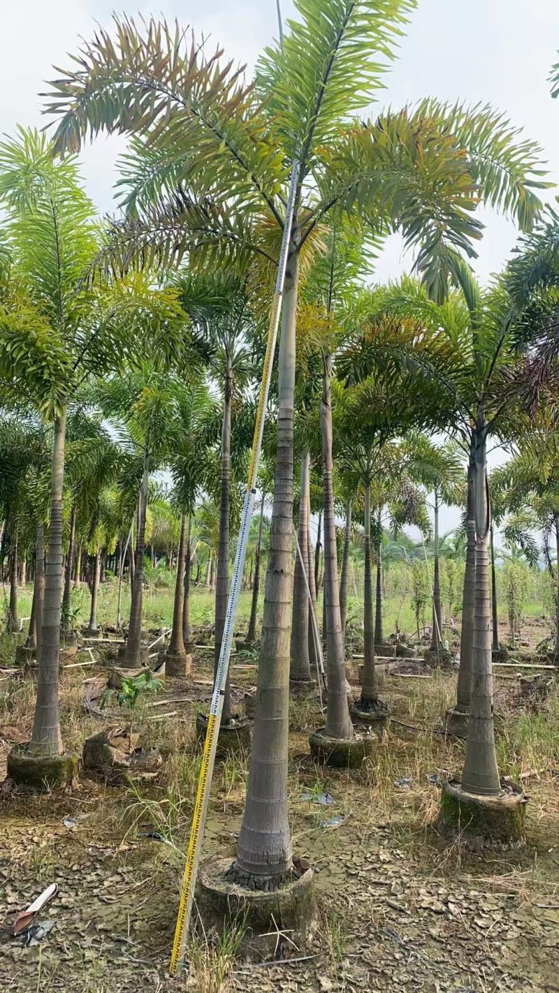 2411基地供应狐尾椰子杆高1-8米假植苗单杆多杆