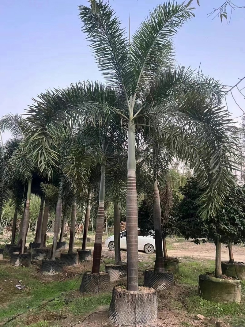 2411基地供应狐尾椰子杆高1-8米假植苗单杆多杆
