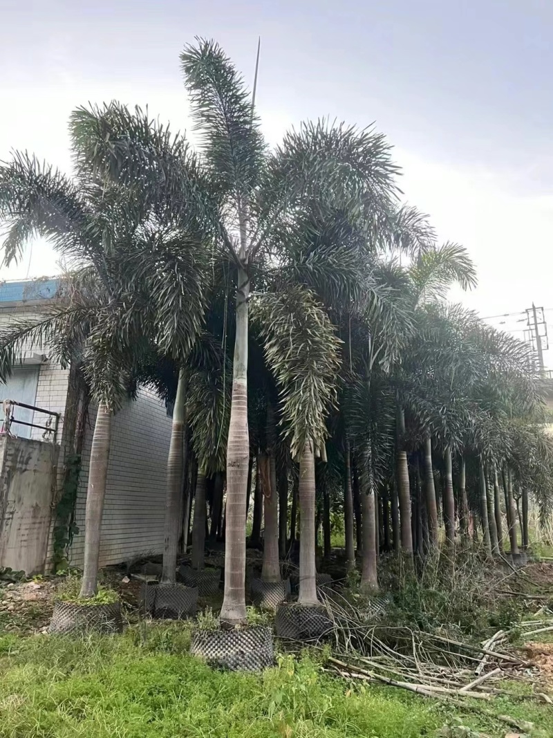 2411基地供应狐尾椰子杆高1-8米假植苗单杆多杆