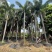 2411基地供应狐尾椰子杆高1-8米假植苗单杆多杆