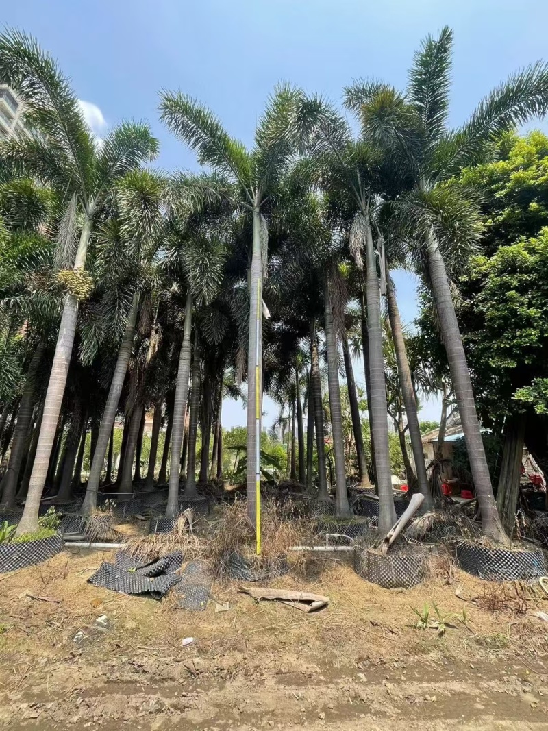 2411基地供应狐尾椰子杆高1-8米假植苗单杆多杆