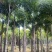 2411基地供应狐尾椰子杆高1-8米假植苗单杆多杆