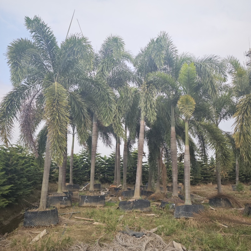 2411基地供应狐尾椰子杆高1-8米假植苗单杆多杆