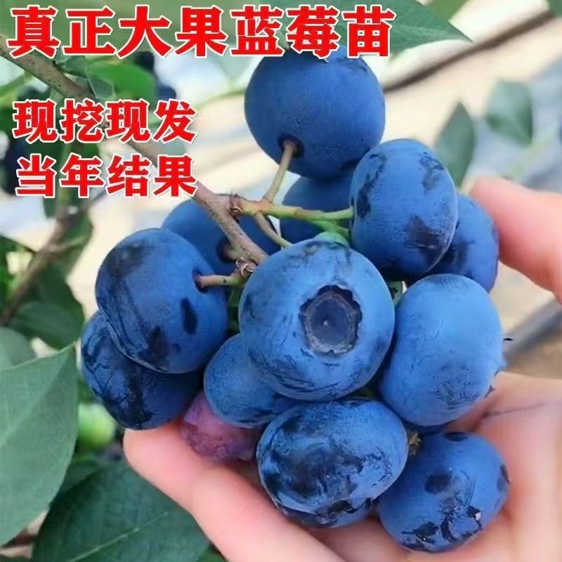 蓝莓苗薄雾L25莱克西奥尼尔绿宝石包成活基地直销