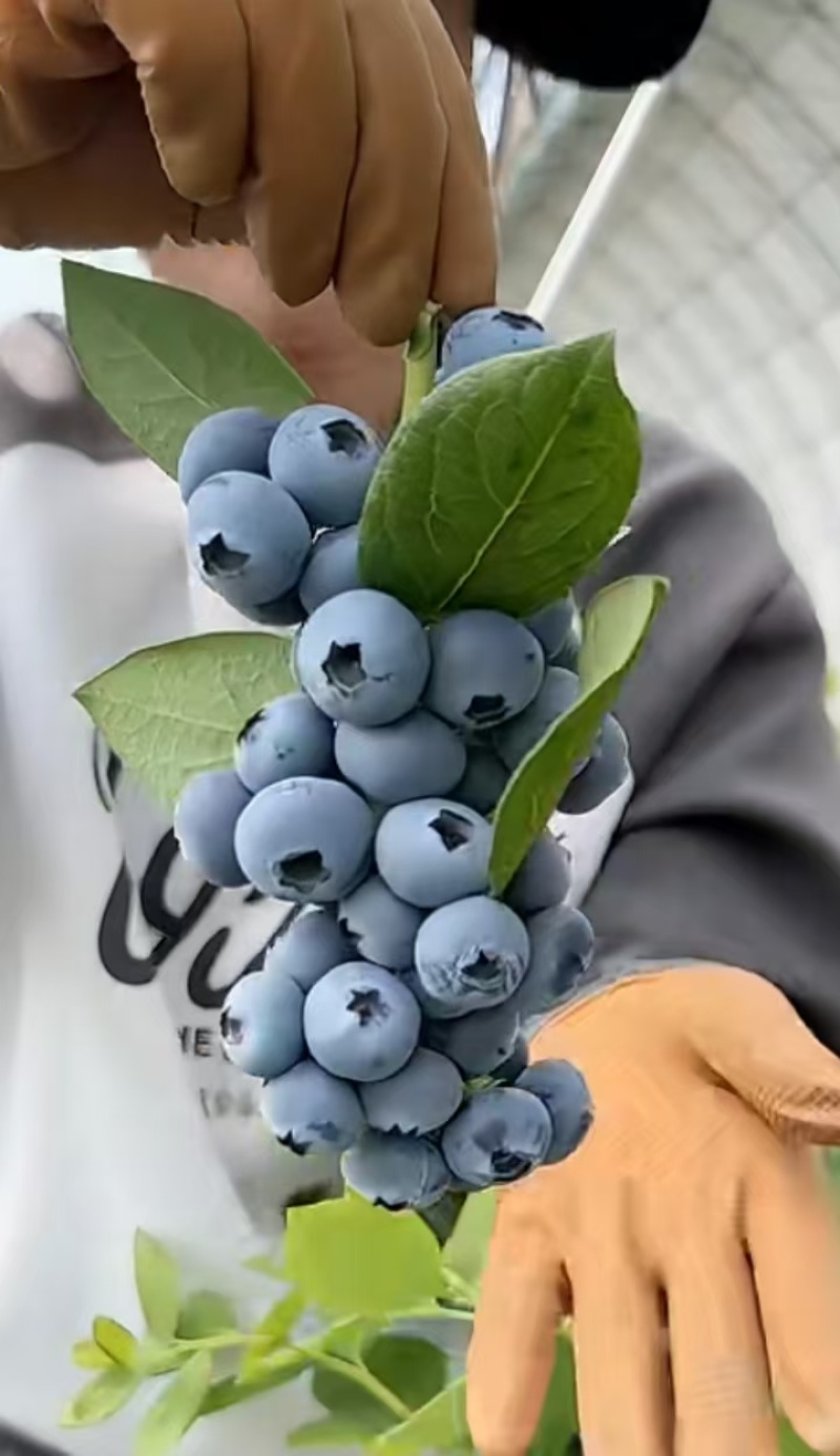 蓝莓苗薄雾L25莱克西奥尼尔绿宝石包成活基地直销