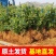 蓝莓苗薄雾L25莱克西奥尼尔绿宝石包成活基地直销