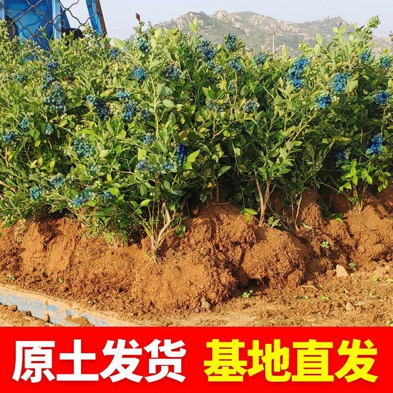 蓝莓苗薄雾L25莱克西奥尼尔绿宝石包成活基地直销