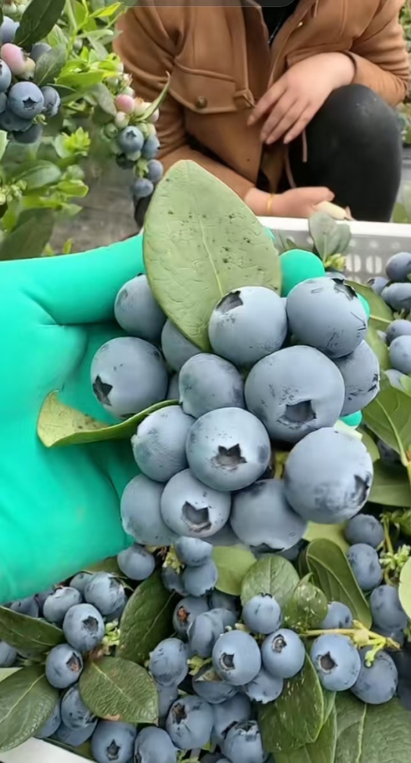 蓝莓苗薄雾L25莱克西奥尼尔绿宝石包成活基地直销