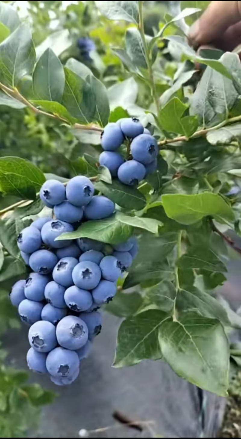 蓝莓苗薄雾L25莱克西奥尼尔绿宝石包成活基地直销