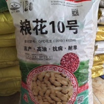 粮花10号花生种子原种早熟抗病高产花生种子粮花10