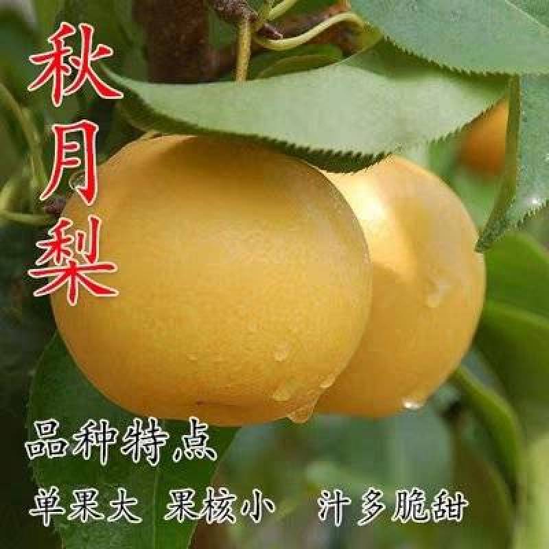 梨树苗秋月梨香水梨早酥红梨苗皇冠梨包成活
