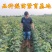 梨树苗秋月梨香水梨早酥红梨苗皇冠梨包成活
