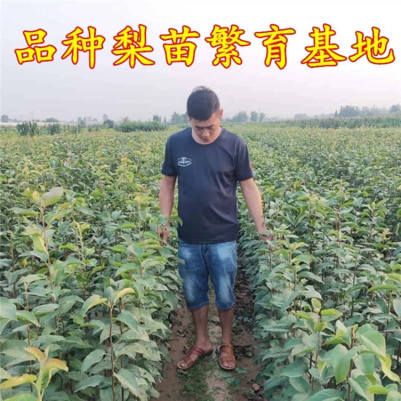 梨树苗秋月梨香水梨早酥红梨苗皇冠梨包成活