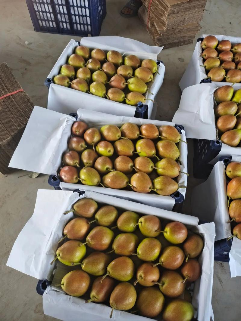 【品质保证】陕西红香酥梨对接商超，电商，市场，社区团购