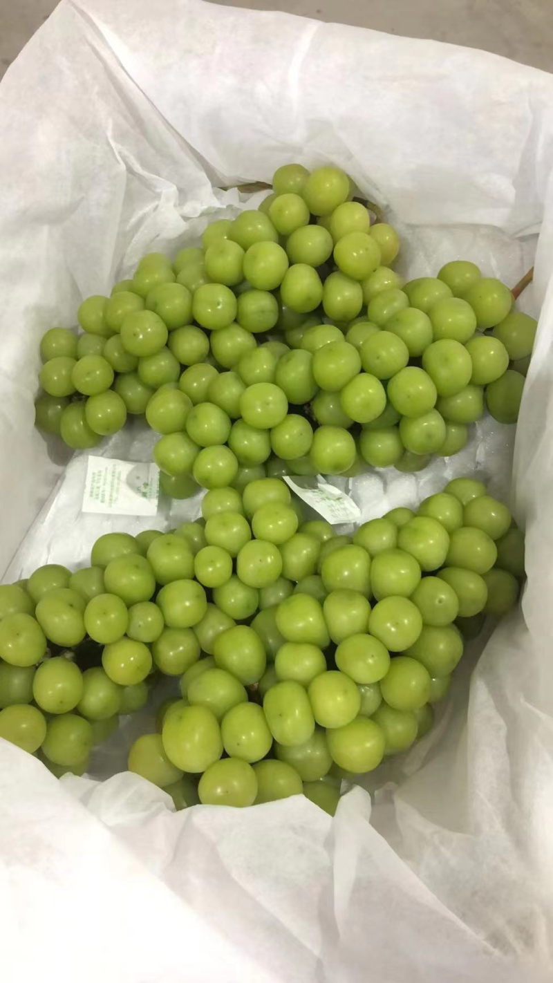 【实力代办】陕西阳光玫瑰，可供电商，社区团购，商超，市场