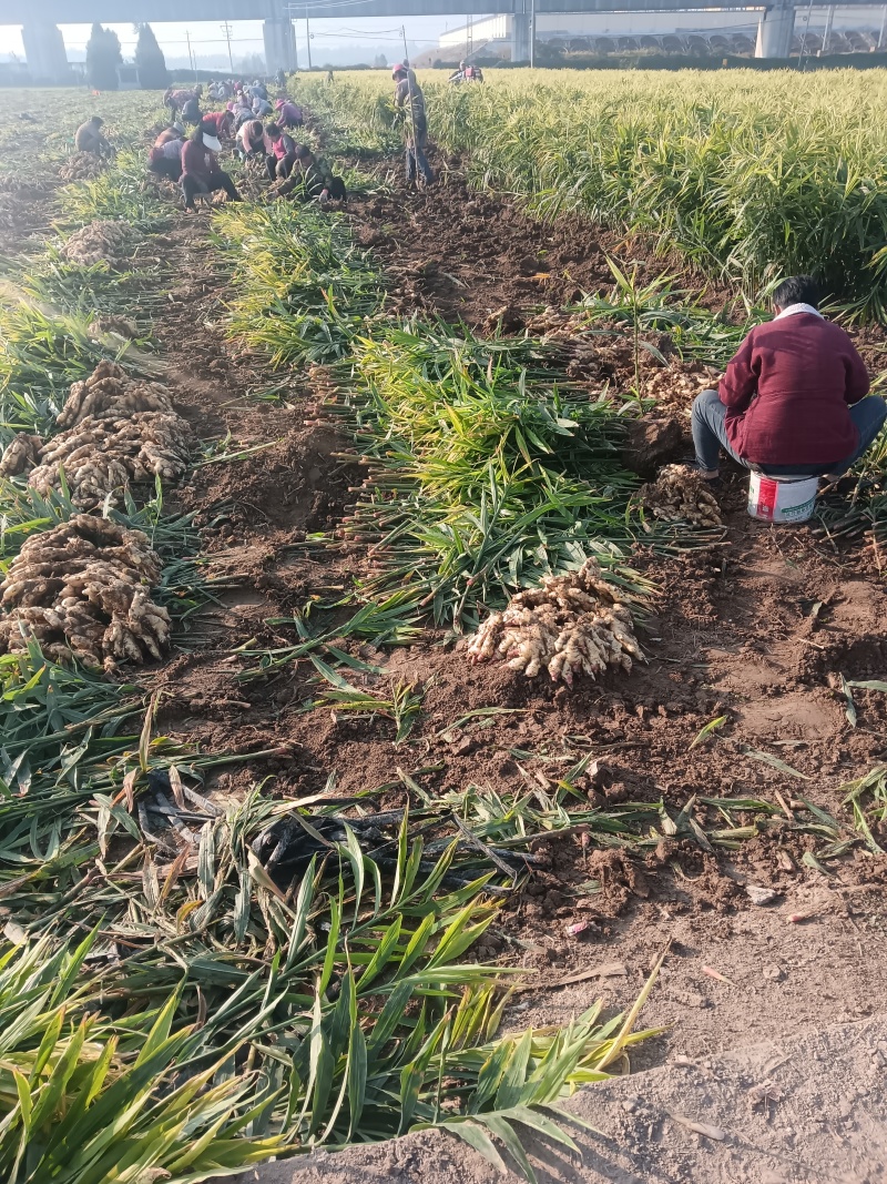 华卅区鲜黄姜丈量上市全国各地客商需要的看视频看货下单定购
