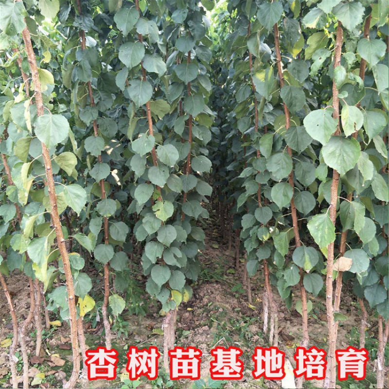 杏树苗特大帝王杏凯特金太阳基地直售售后有保障