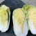 南阳市新野县娃娃菜大量现货上市量大从优